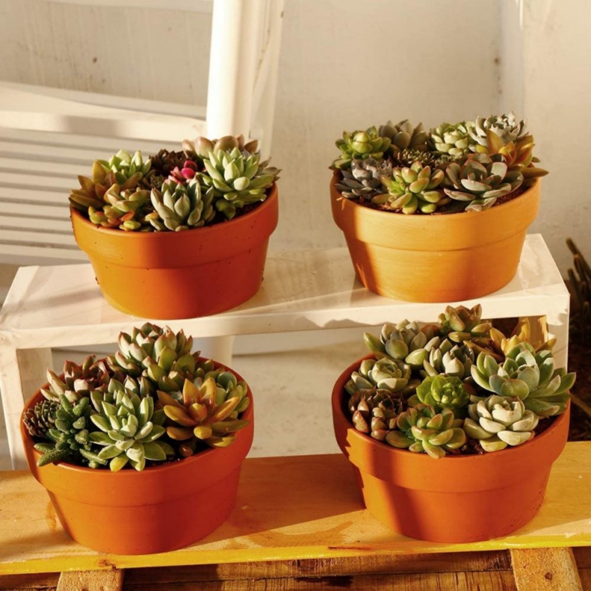 6 PCS Terracotta Buld Pots 3.5 - Cactus Mix Pot recensione e prezzo