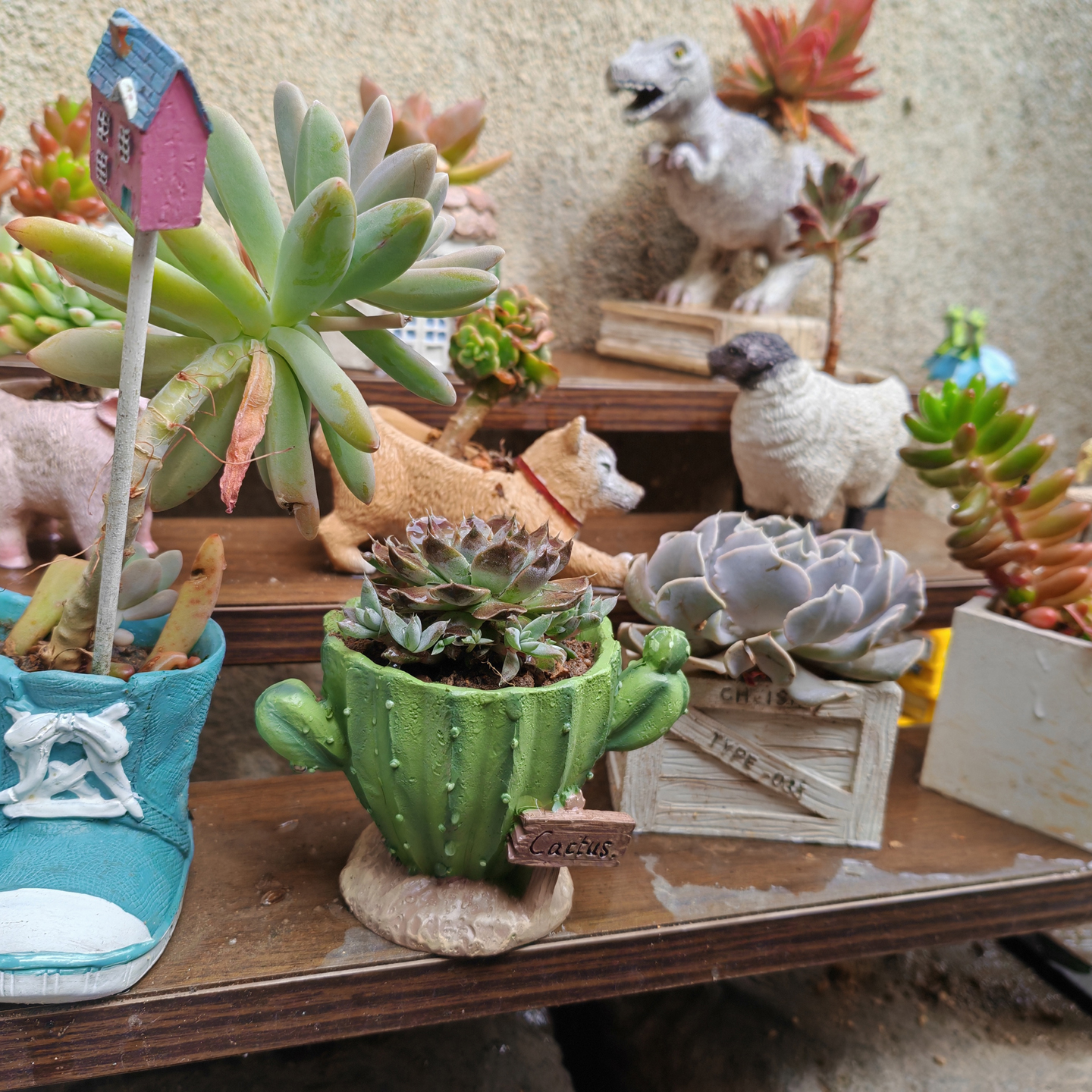 Cactus Flower Planter Pot Cute - Cactus Mix Pot recensione e prezzo