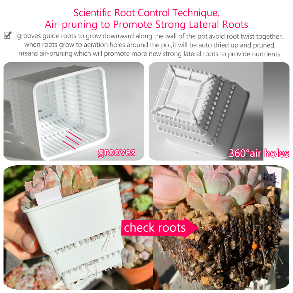 Meshpot Succulent Pot Set Cact - Cactus Mix Pot recensione e prezzo
