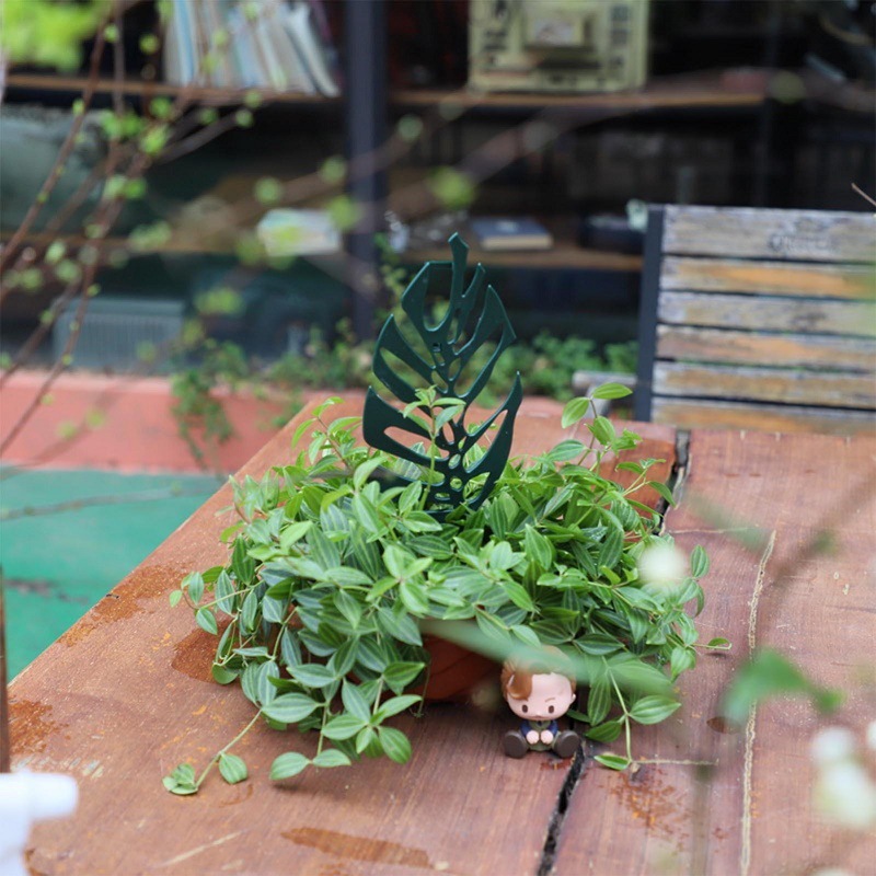 Plant Climbing Support Stand F - Cactus Mix Pot recensione e prezzo